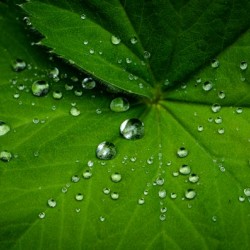 Macro Dew Drop Hi Res   A3